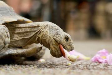 Mojave Max eats a flower at the Springs Preserve in Las Vegas on May 16, 2024. (K.M. Cannon/Las ...