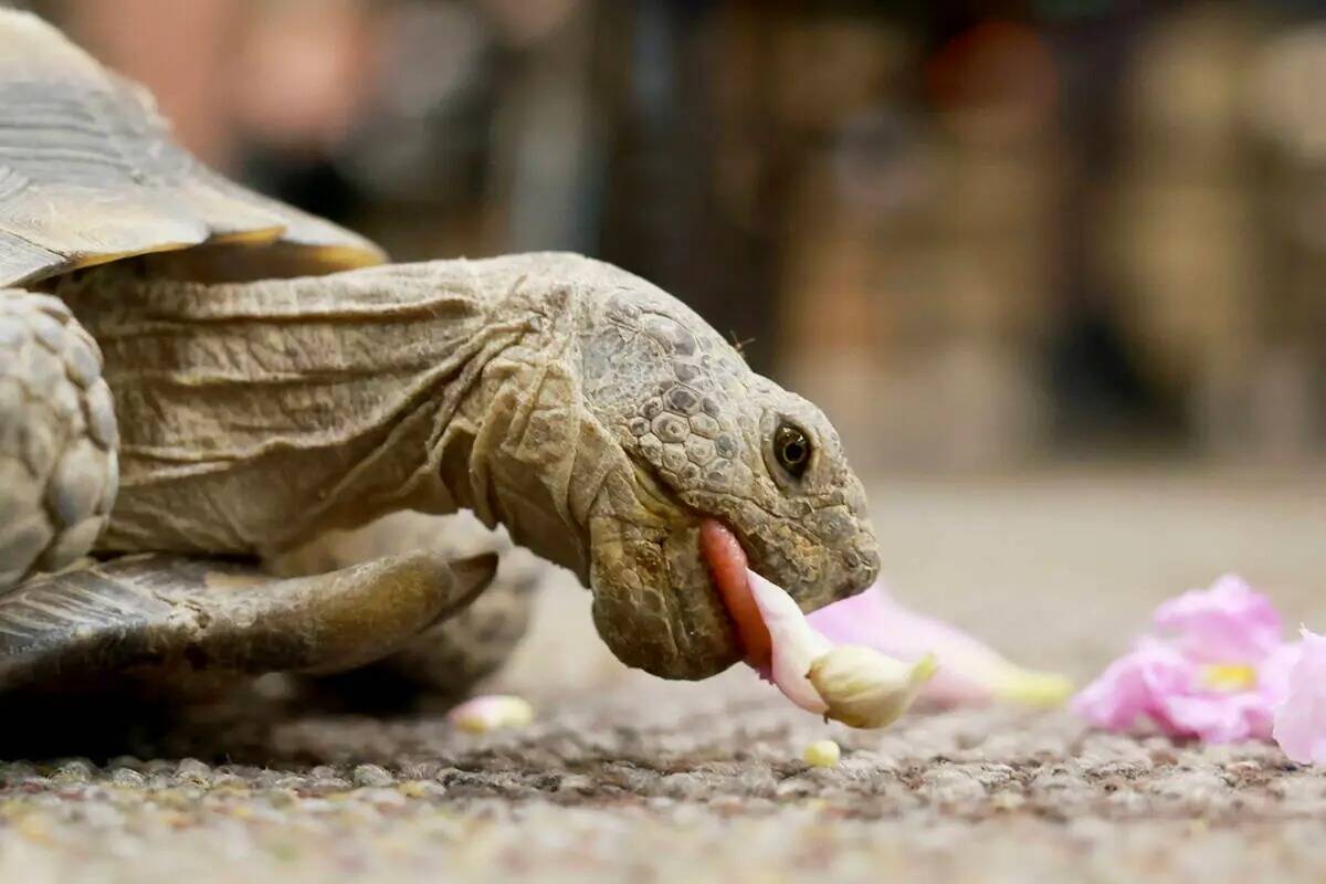 Mojave Max eats a flower at the Springs Preserve in Las Vegas on May 16, 2024. (K.M. Cannon/Las ...