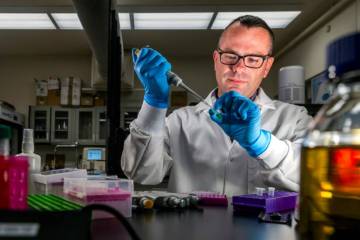 Dr. Lukasz Sznajder works as part of the Sznajder genetics lab at UNLV on Wednesday, April 30, ...