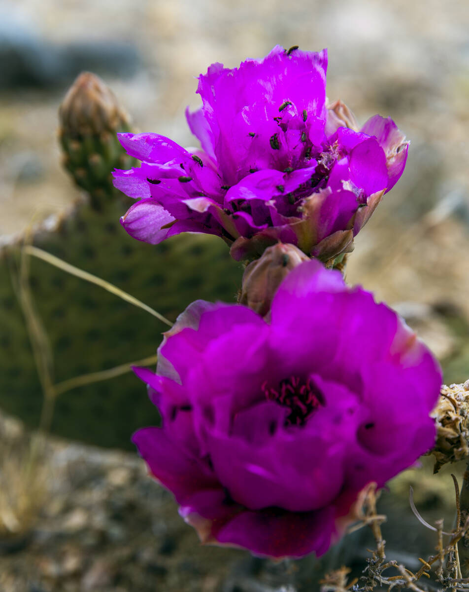 Beetles crawl across cactus flowers growing near the Colosseum Mine in the Clark Mountain range ...