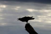 Crow metal sculpture is seen as dark clouds linger over the Las Vegas valley, on Monday, May 5, ...