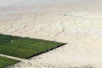 In this May 1, 2015, aerial photo, irrigated citrus trees sit surrounded by bone-dry land near ...