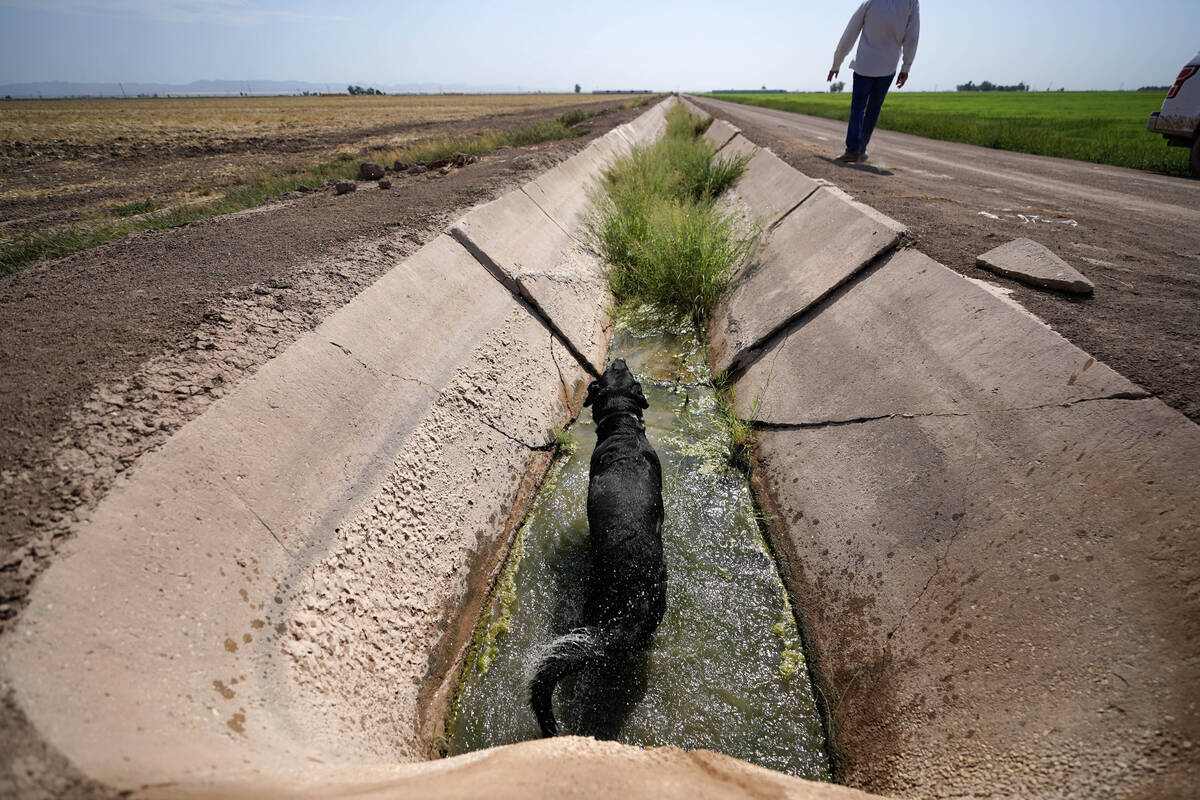 Farmer Larry Cox walks to his truck as his dog, Brodie, soaks in a water canal at his farm on A ...