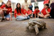 Goldfarb Elementary School students observe Mojave Max during a field trip to Springs Preserve ...