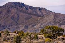 Wild horses meander though the desert landscape near Cold Creek on Friday, Jan. 3, 2025, outsid ...