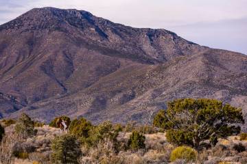 Wild horses meander though the desert landscape near Cold Creek on Friday, Jan. 3, 2025, outsid ...