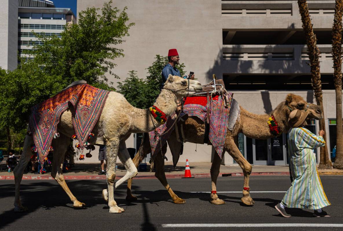 Camels with Petting Zoo 2 U walk down 4th Street during the annual Helldorado Days Parade on Sa ...