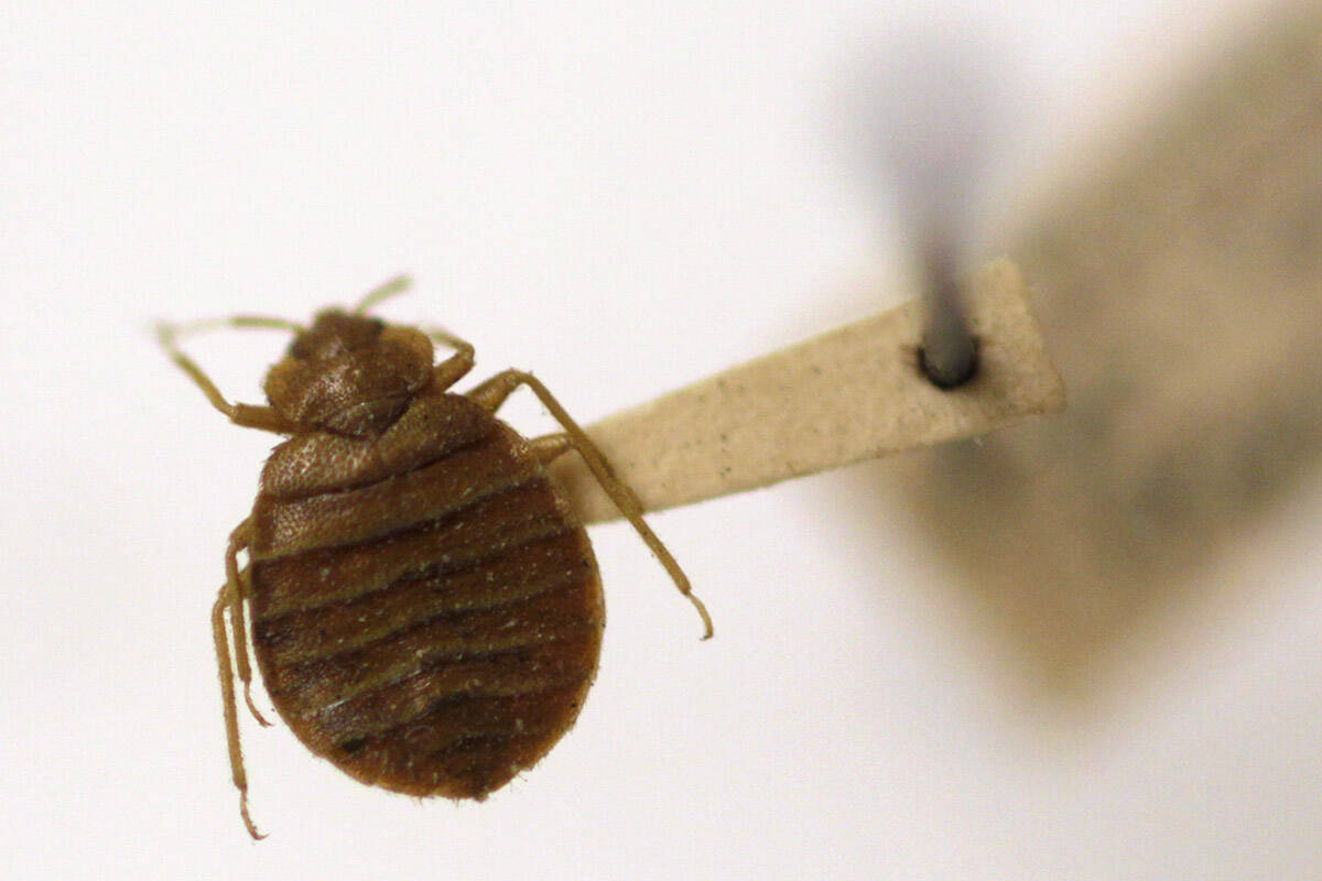 A bedbug is displayed at the Smithsonian Institution National Museum of Natural History in Wash ...