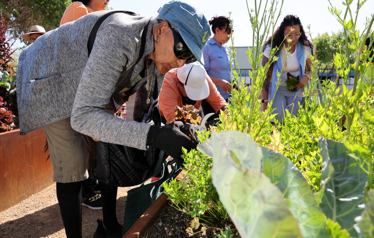 Seniors from the Neighborhood Recreation Center, including Catarina Alvarez, pick herbs and veg ...