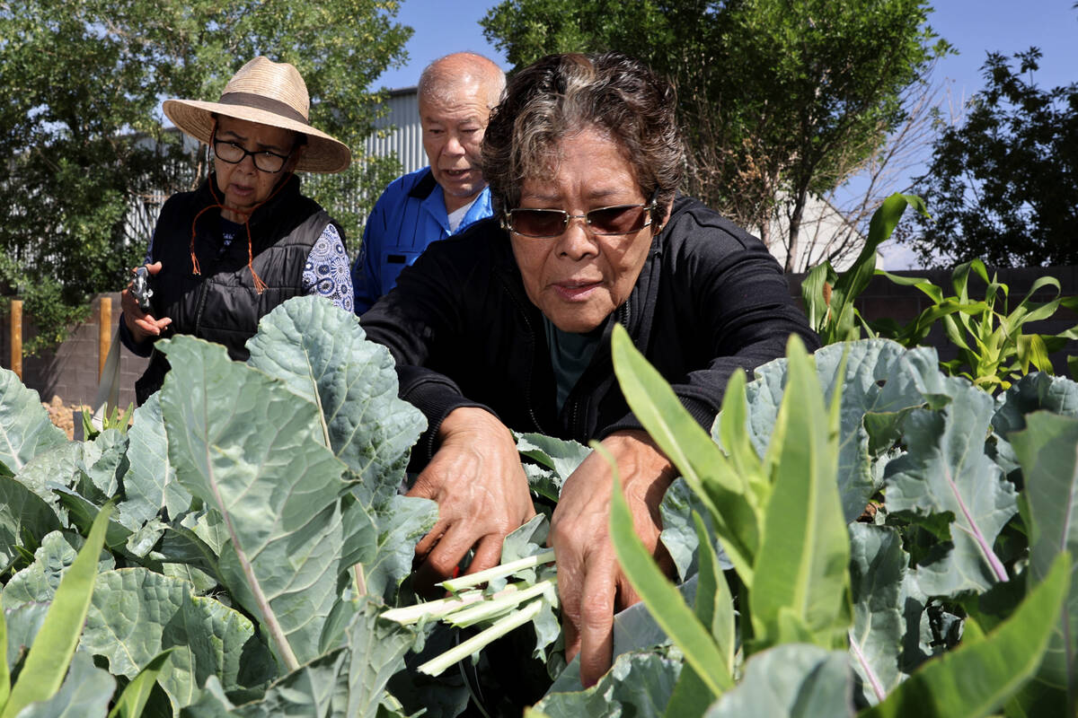 Seniors from the Neighborhood Recreation Center, including Nicolasa Guzman, right, pick herbs a ...