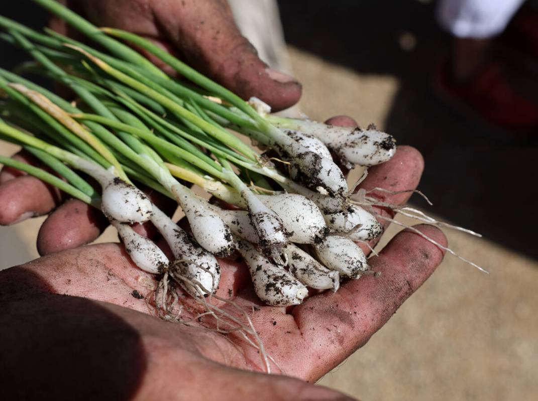 North Las Vegas Parks Superintendent Chris Vasquez shows freshly picked onions as seniors from ...
