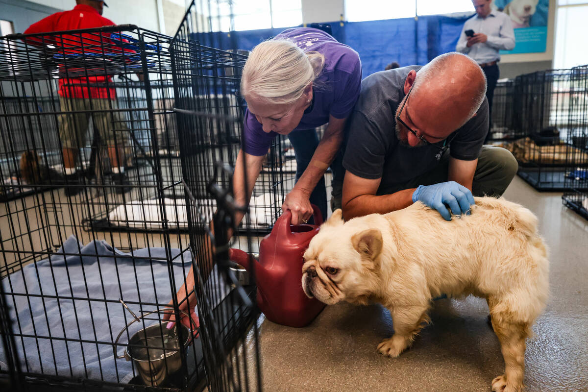 Volunteer Donna Gallegos, left, adds water to a bowl as James Phillips, training and implementa ...