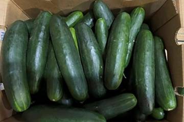 FILE - This undated photo provided by the U.S. Food and Drug Administration shows cucumbers rec ...
