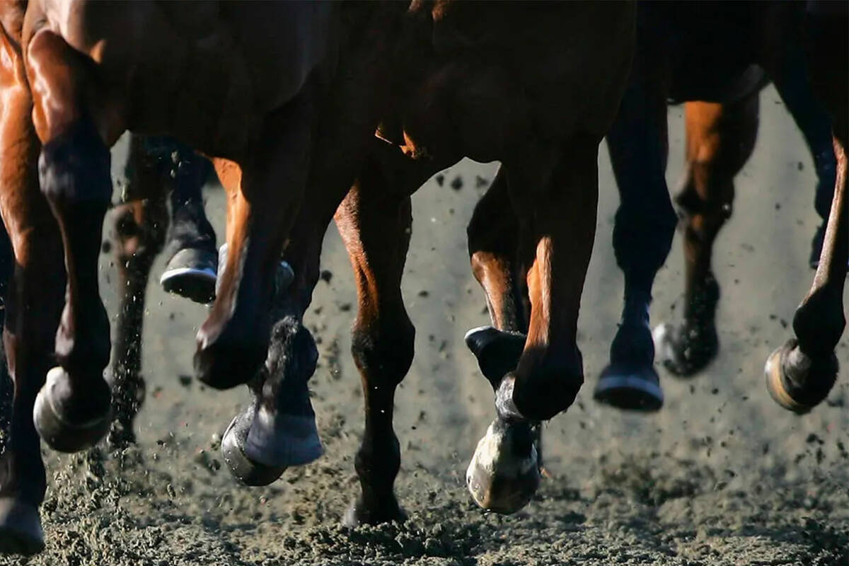 Gaming regulators have issued penalties against a horse trainer for the illegal drugging of hor ...