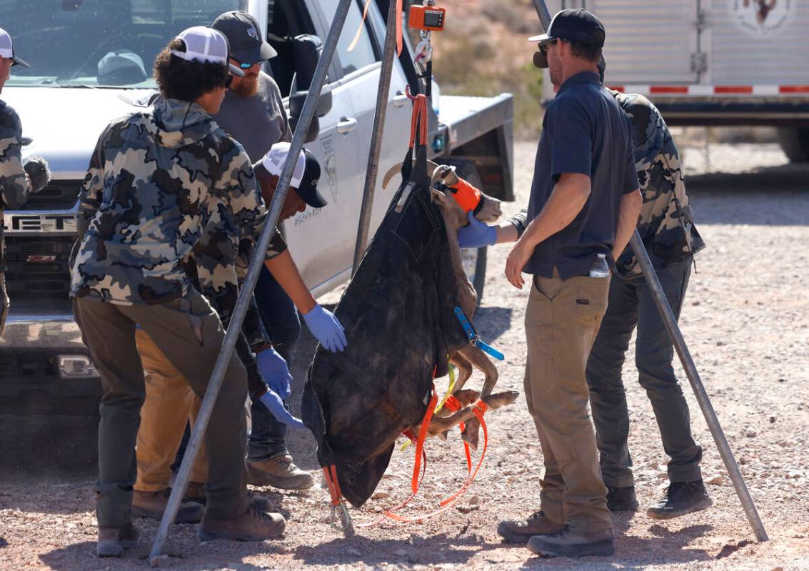 Members of the Nevada Department of Wildlife weigh a bighorn sheep after it was airlifted from ...