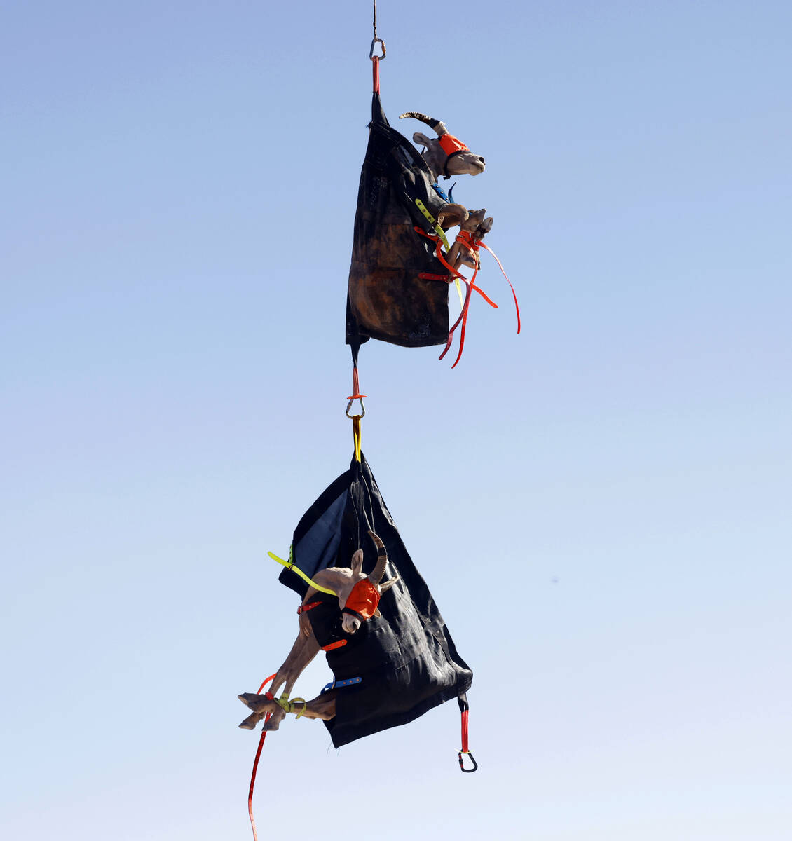 Bighorn sheep are airlifted after being captured by Nevada Department of Wildlife staff at Vall ...