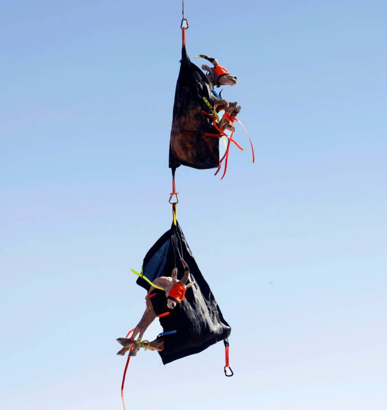 Bighorn sheep are airlifted after being captured by Nevada Department of Wildlife staff at Vall ...