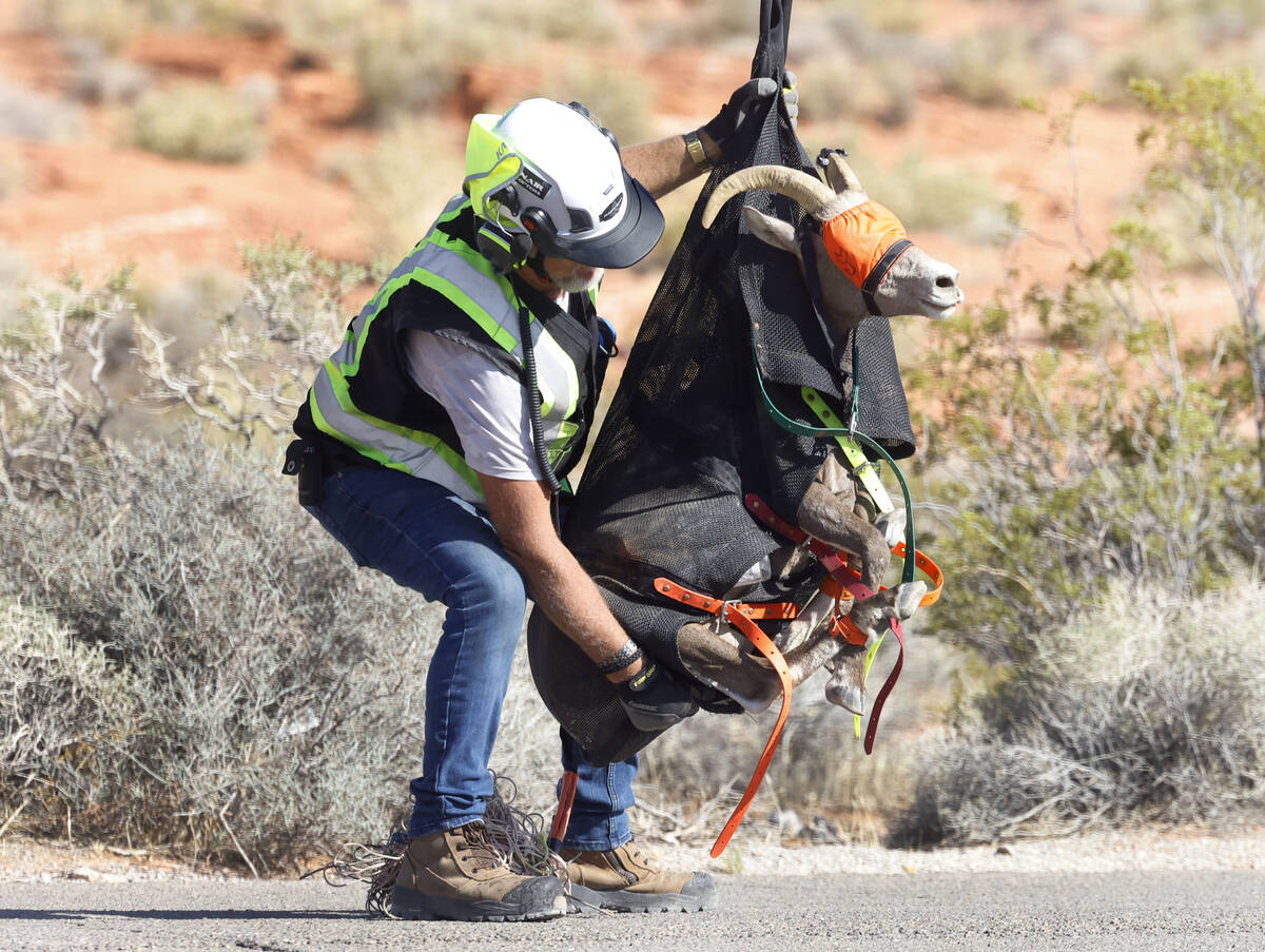 A member of the Nevada Department of Wildlife releases a bighorn sheep from a helicopter after ...