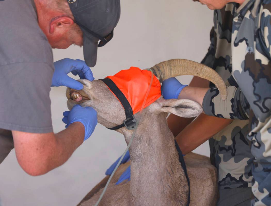 A member of the Nevada Department of Wildlife examines a bighorn sheep after it was airlifted f ...