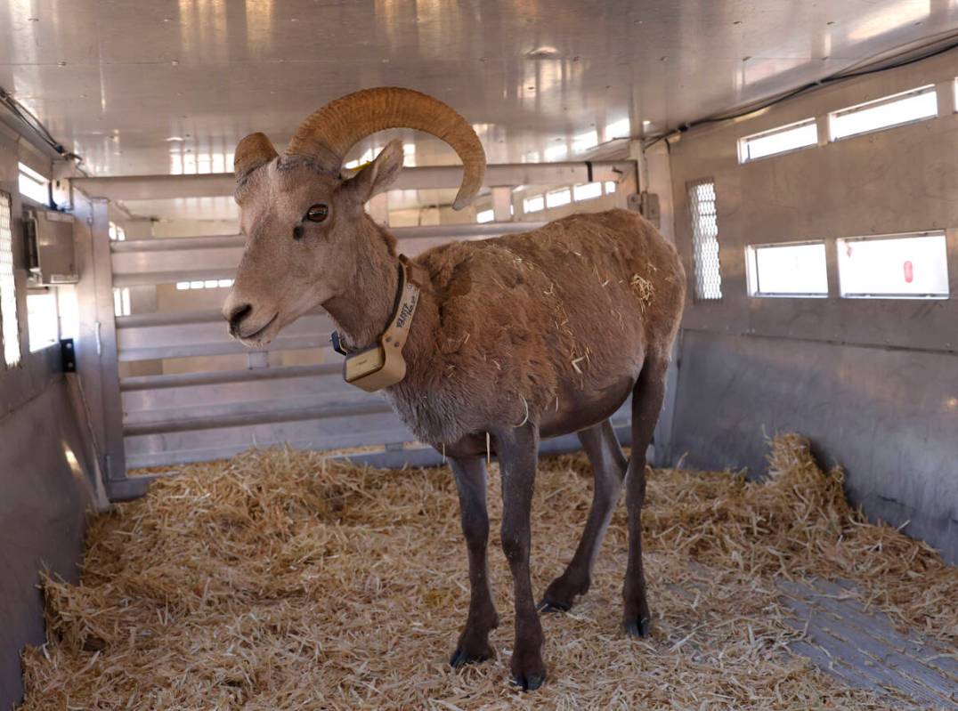 A bighorn sheep is seen inside a trailer after being airlifted by the Nevada Department of Wild ...