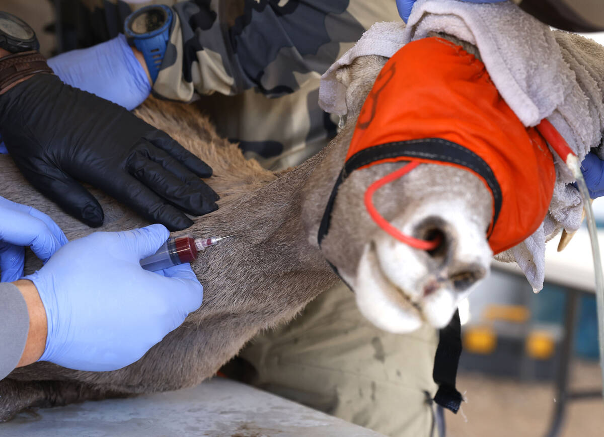 A member of the Nevada Department of Wildlife draws blood from a bighorn sheep after the sheep ...