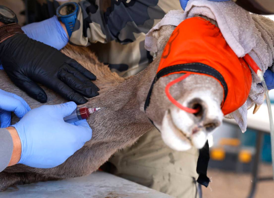 A member of the Nevada Department of Wildlife draws blood from a bighorn sheep after the sheep ...