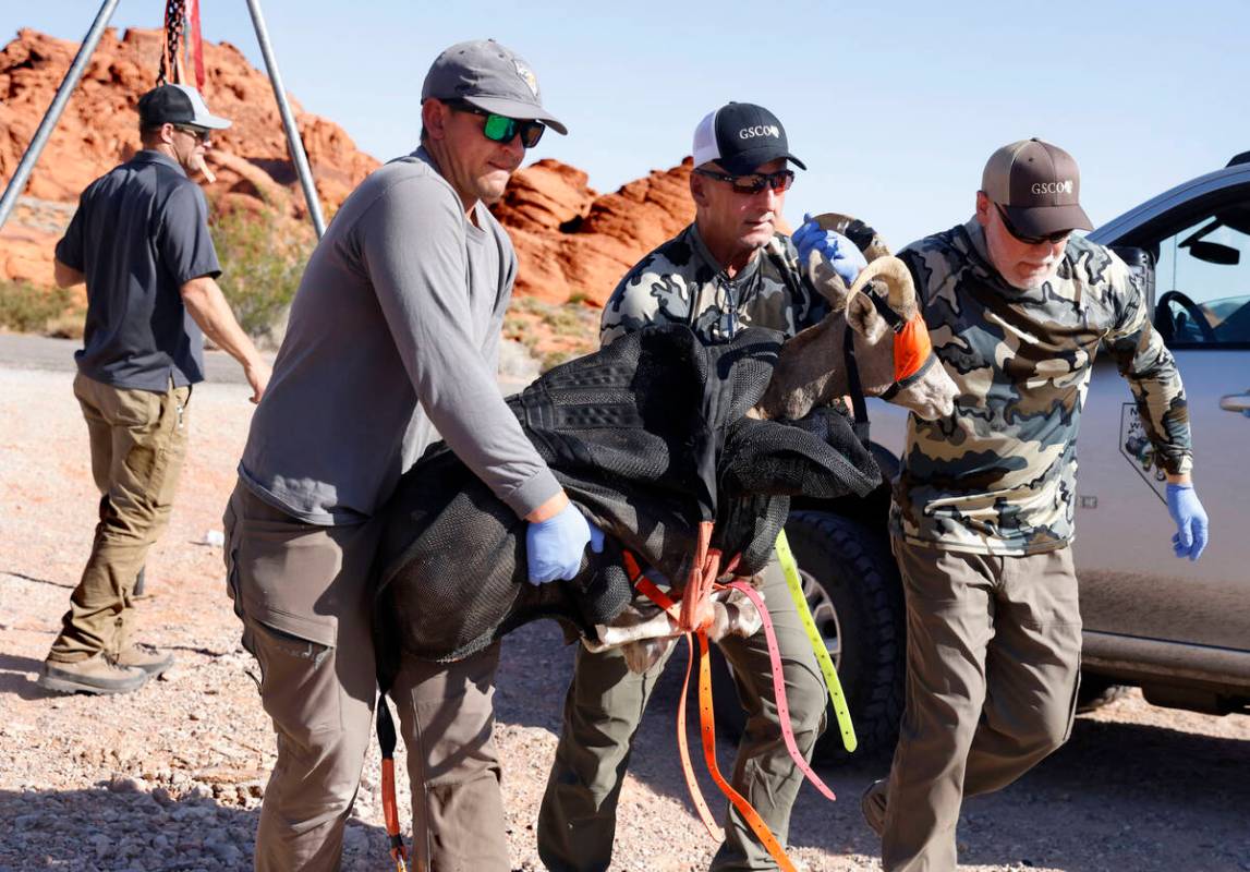 Nevada Department of Wildlife staff members carry a bighorn sheep after it was airlifted from V ...
