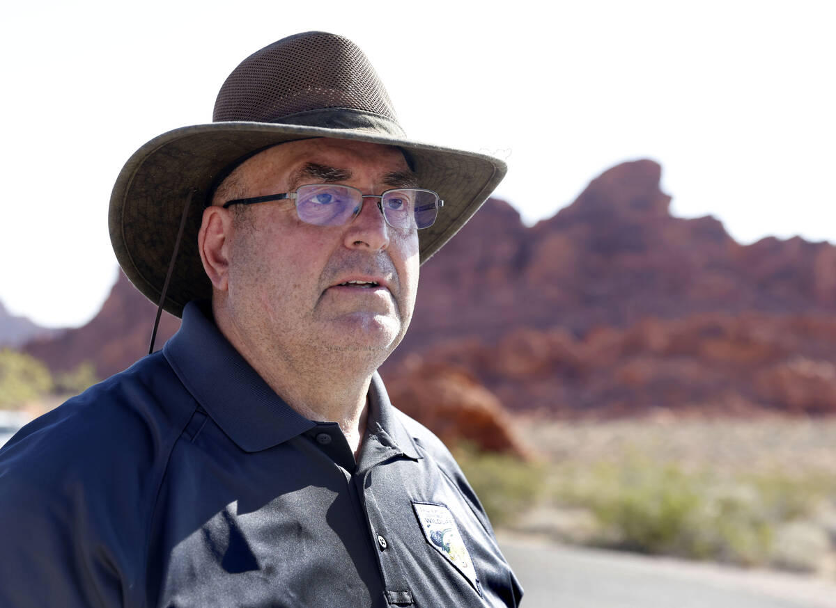 Doug Nielsen, a Nevada Department of Wildlife spokesman, talks about the removal of bighorn she ...
