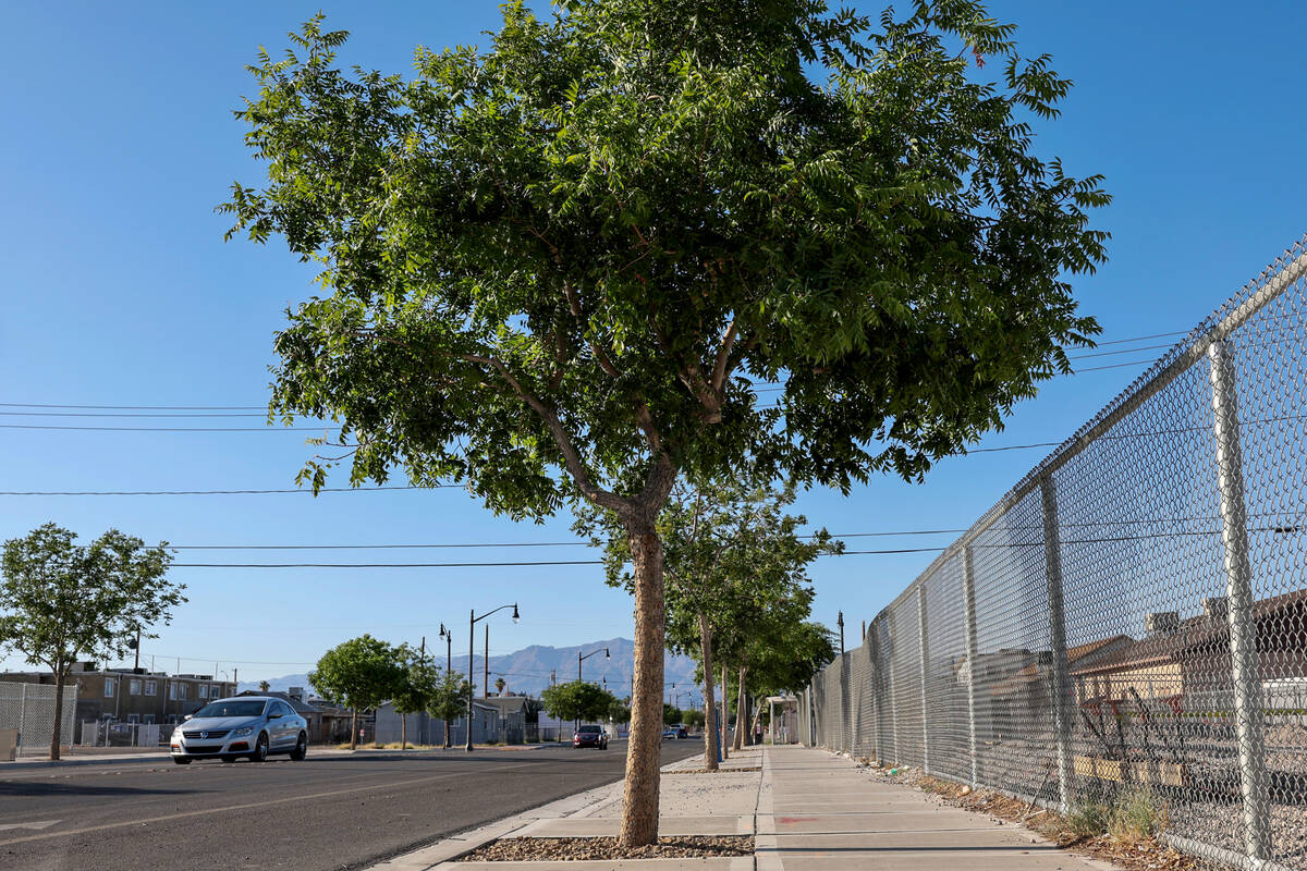 New trees are shown on D Street in the Historic Westside in Las Vegas Tuesday, June 17, 2025. C ...