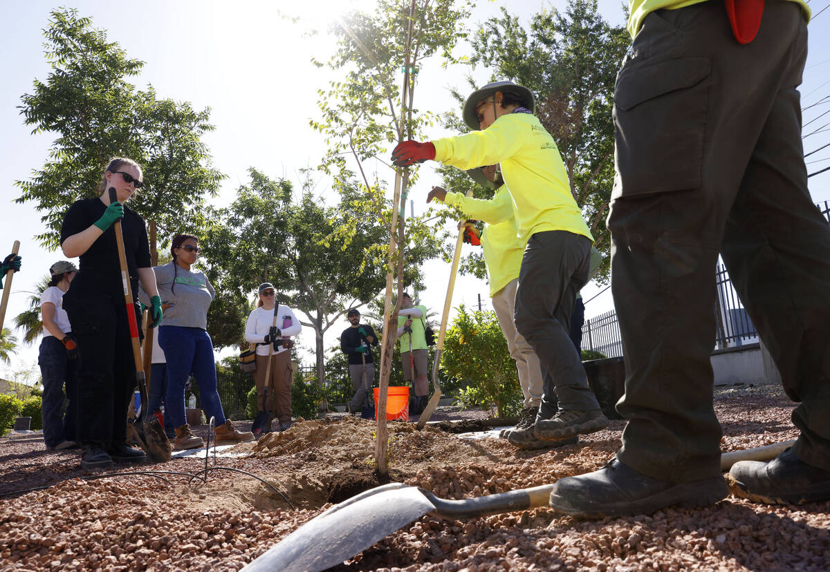 UNLV science students, arborists in training and volunteers listen to Alison Sloat, right, a pr ...