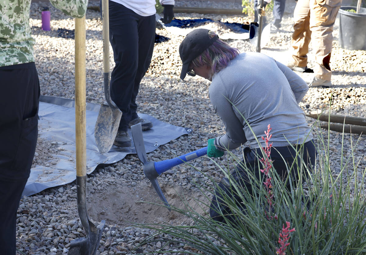 UNLV science student, Korvus Howell, digs a hole in the ground to plant new trees at Dover Stra ...