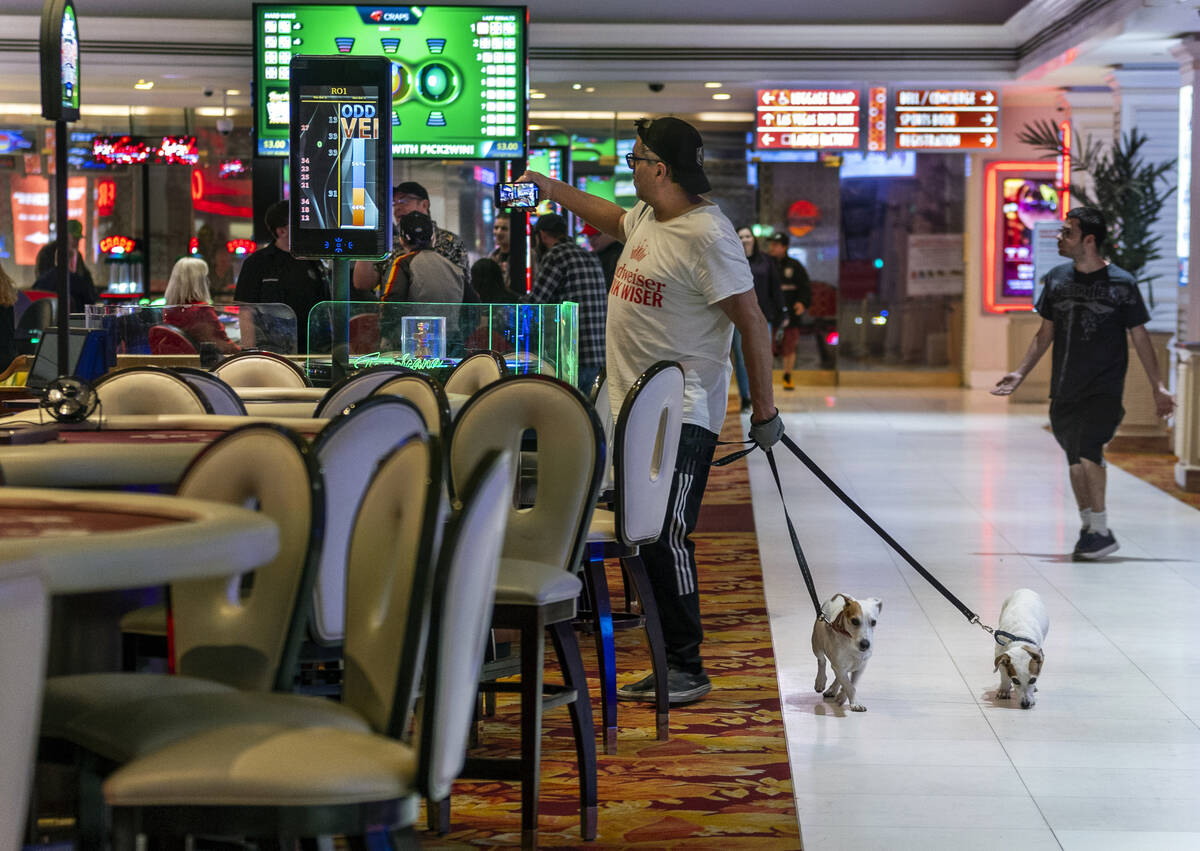 John Botti with dogs Crixus and Spartacus walk about and make images of the shut down table gam ...