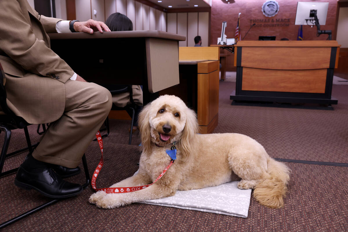 Maggie May, a goldendoodle, and dad Larry White are tested during a Courtroom Critters dog trai ...