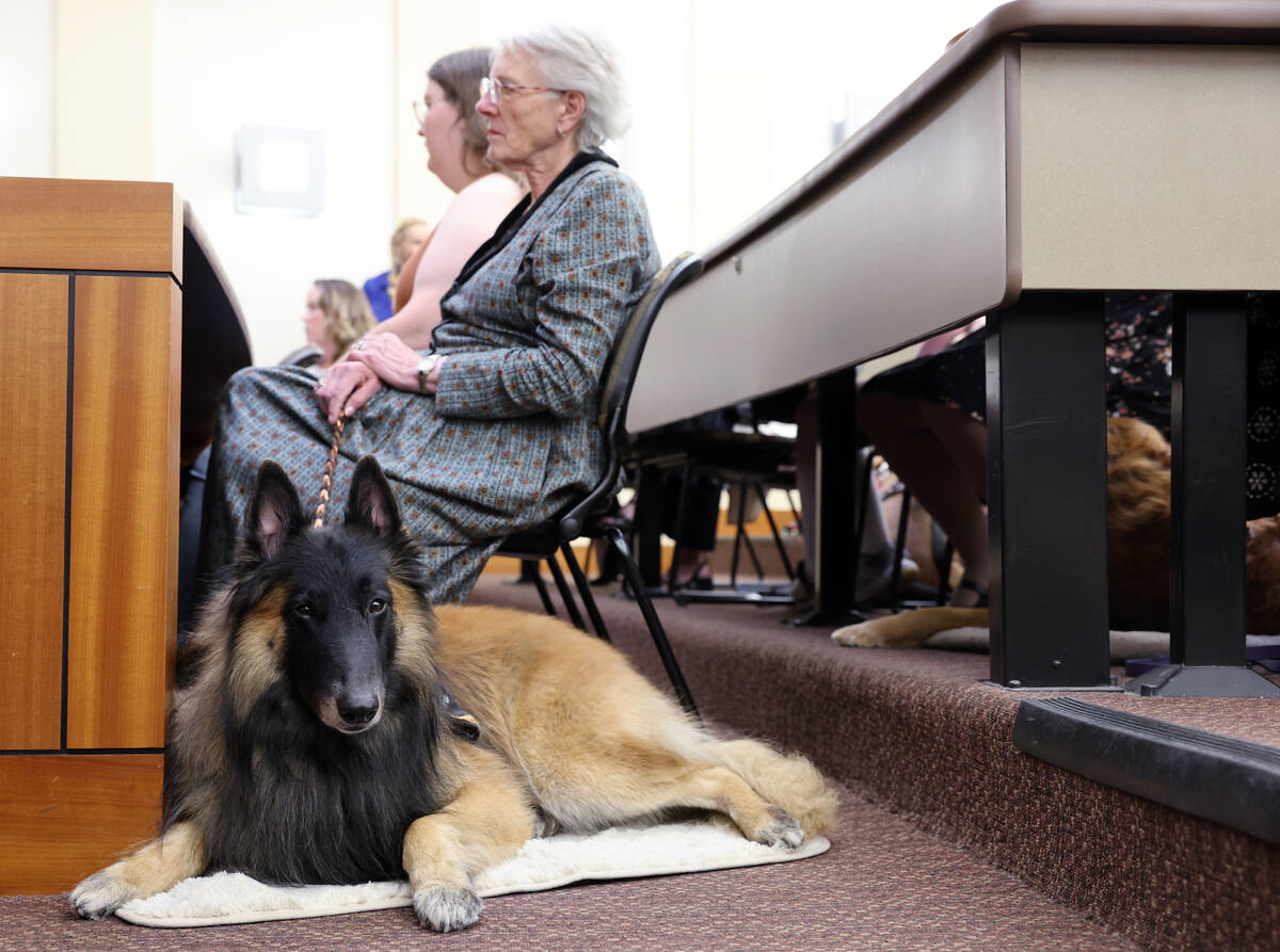 Mahlu, a Belgian Tervuren, and mom Daniele Ledoux-Starzyk are tested during a Courtroom Critter ...