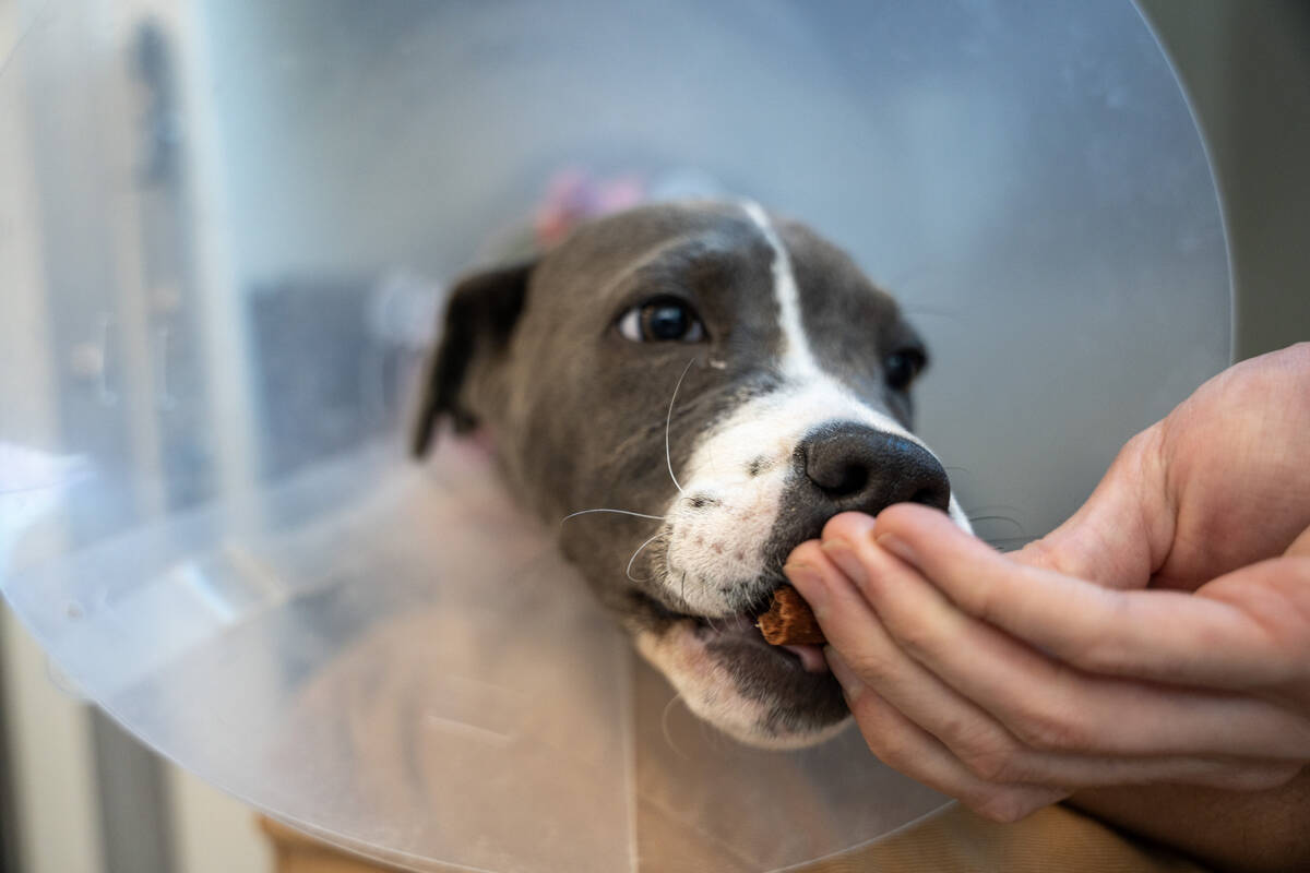 Four month old puppy, Chavela, enjoys a treat at The Animal Foundation animal shelter, Nevada&# ...