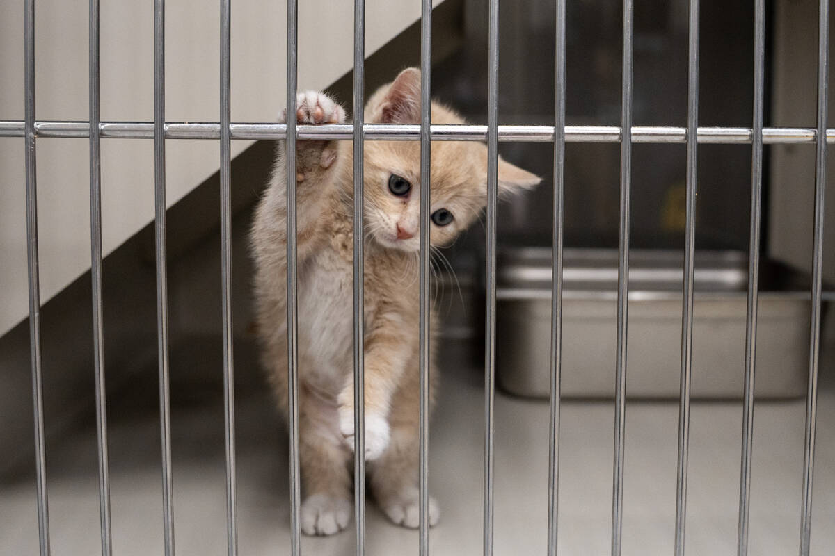 Nine week old kitten, Milly, was taken into The Animal Foundation animal shelter, Nevada&#x2019 ...