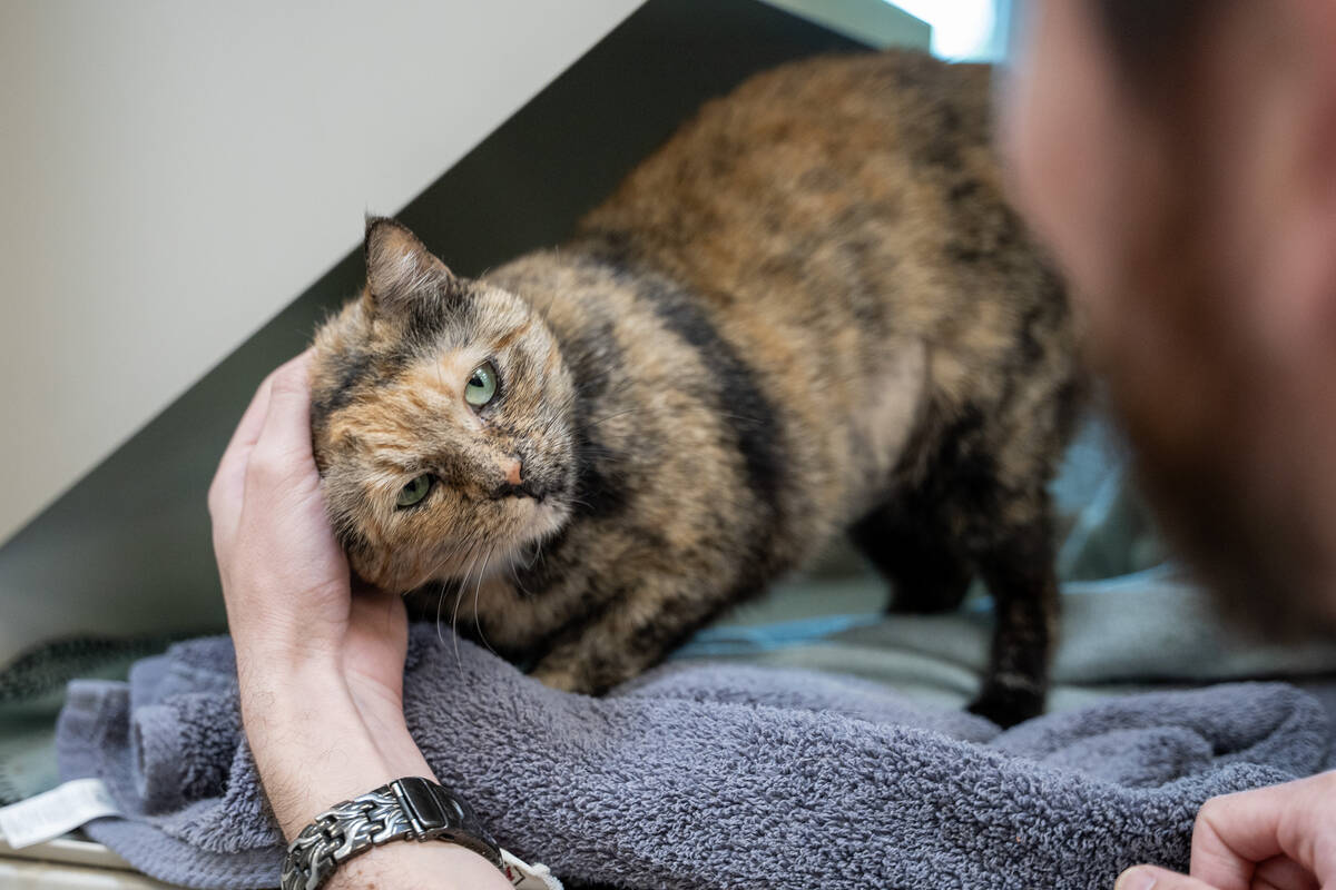 The Animal Foundation animal shelter’s marketing and communications coordinator, Max Bla ...