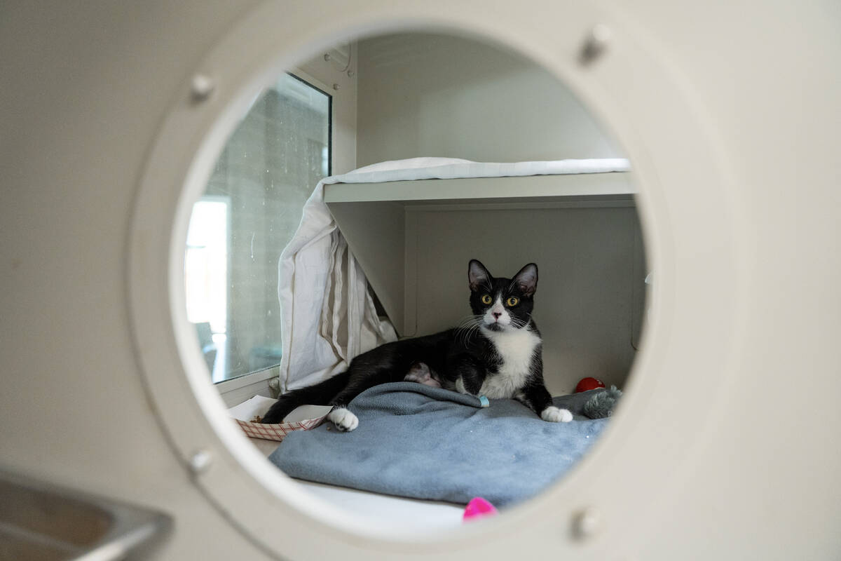 Three-year-old Diva, an adoptable cat at The Animal Foundation, Nevada’s largest animal ...
