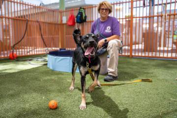 The Animal Foundation volunteer Dany Masters spends time with Lola in one of the outdoor play ...