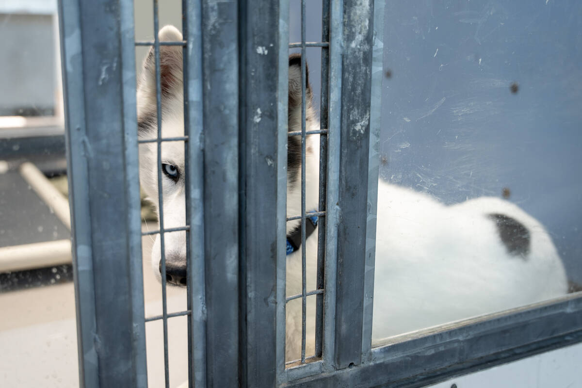 Dakota, an adoptable dog peers through his cage at The Animal Foundation animal shelter in Las ...