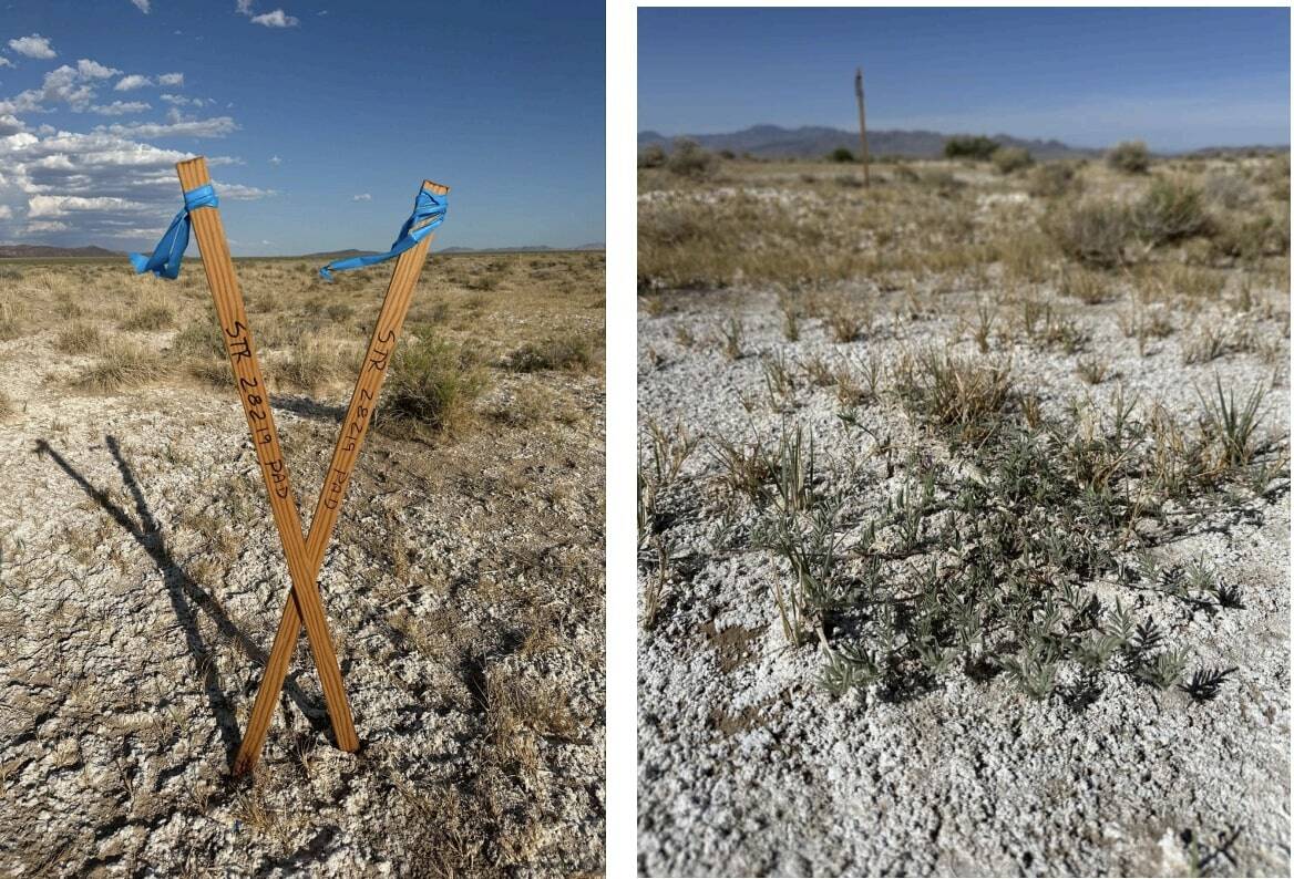 Wooden stakes disturb the sodaville milkvetch at Sarcobatus Flat in rural western Nevada. (Chlo ...
