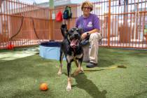 The Animal Foundation volunteer Dany Masters spends time with Lola in one of the outdoor play ...