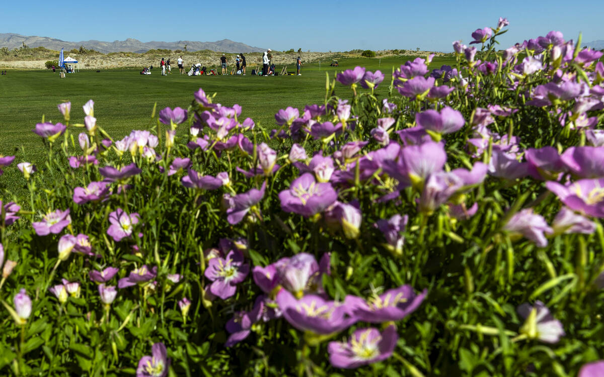 Flowers are in bloom about the course as competitors warm up on the driving range during qualif ...