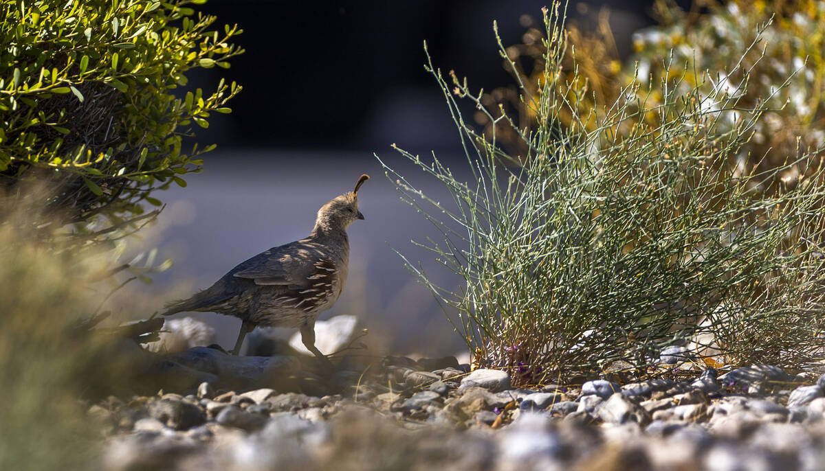A Gambel's Quail wanders about the course during qualifying for the Drive, Chip and Putt compet ...