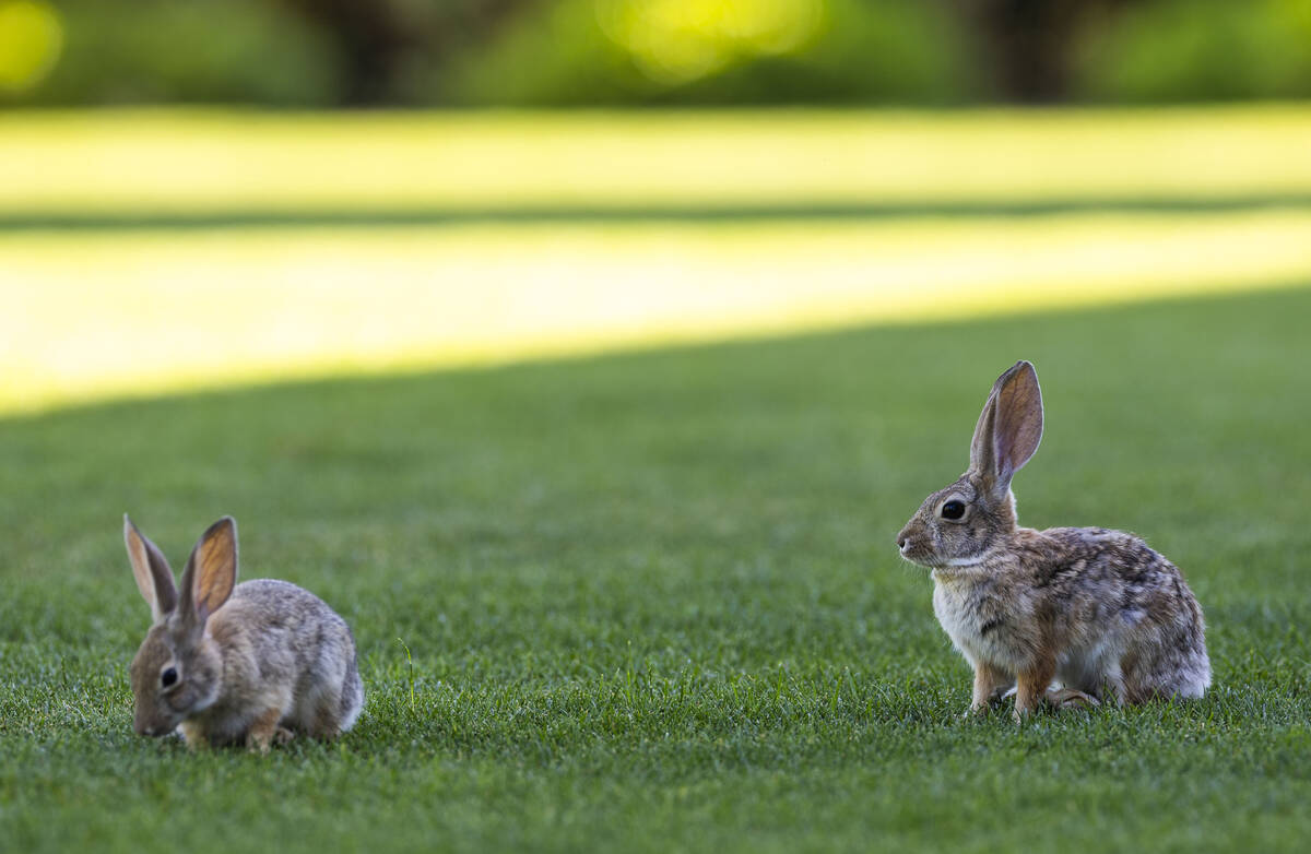 Desert cottontail have a morning snack on a green during qualifying for the Drive, Chip and Put ...