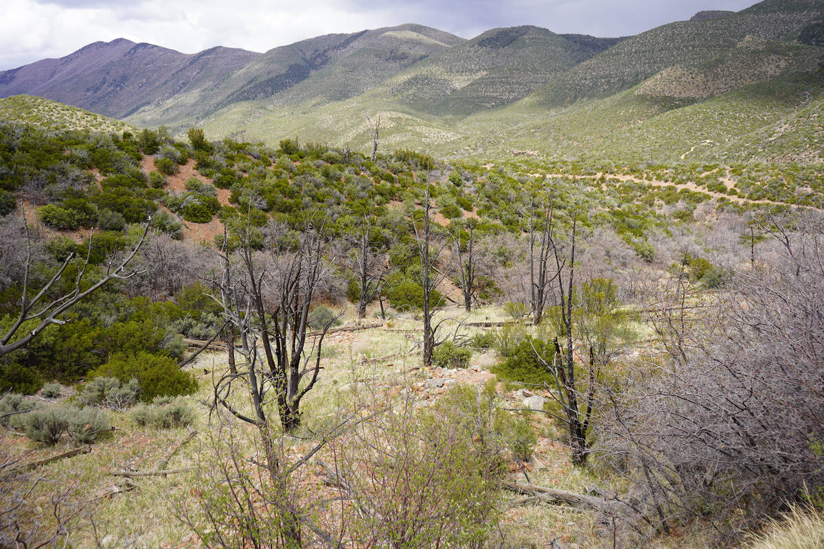 At one point about midway through the Lovell Canyon Trail and Loop, hikers will come upon a str ...