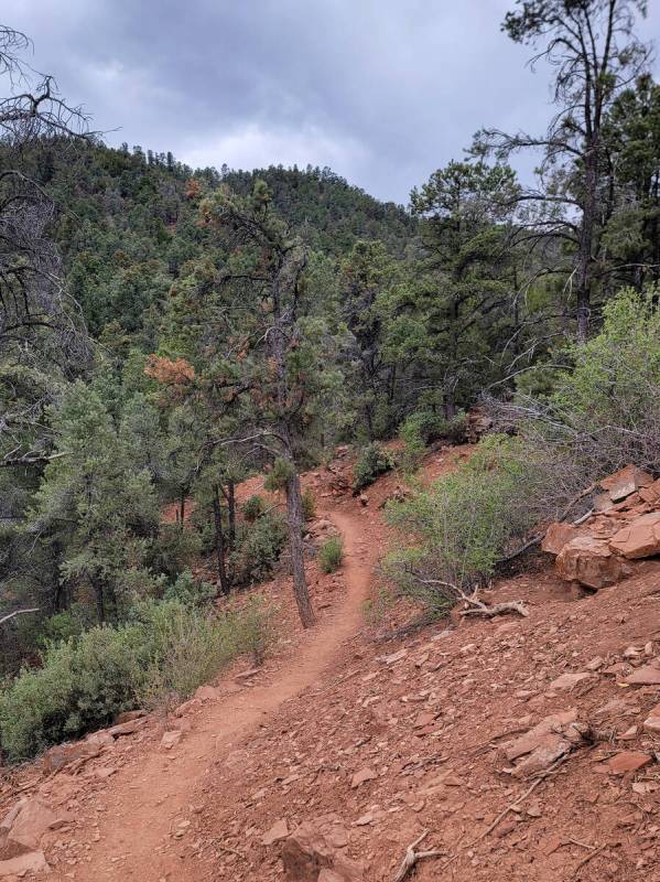 Hikers benefit from the shade of a pinyon-juniper forest while on the 5.6-mile Lovell Canyon Tr ...