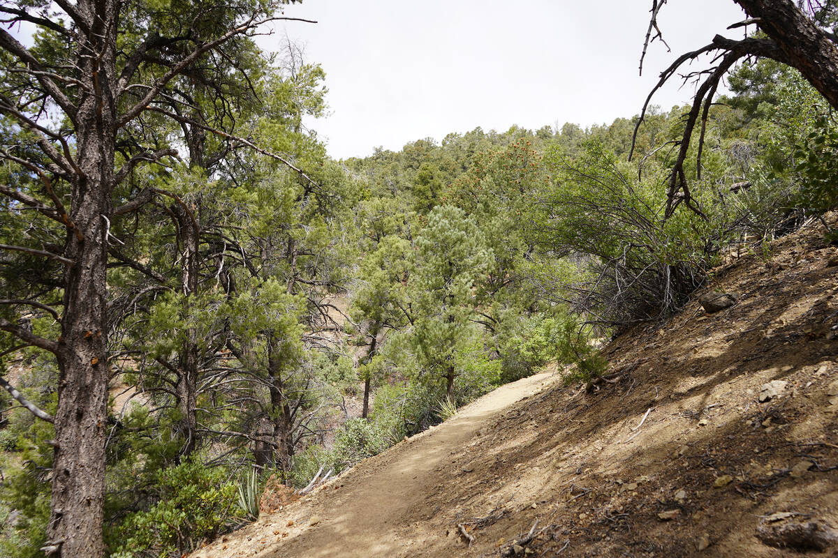 This U.S. Forest Service path meanders through a dense forest of pinyon pine and juniper trees ...