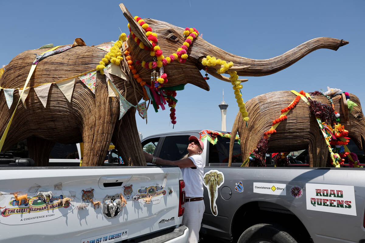 Driver Paula Alyce Scully of New York secures her elephant in the Commercial Center in Las Veg ...