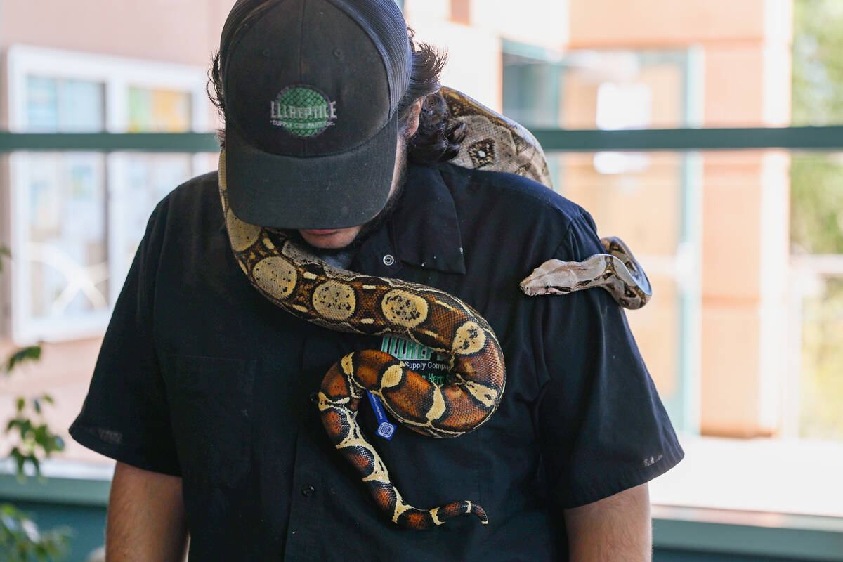 Isaiah Penney, manager at LLLReptile and Supply Co. in Henderson, lets a boa constrictor snake ...